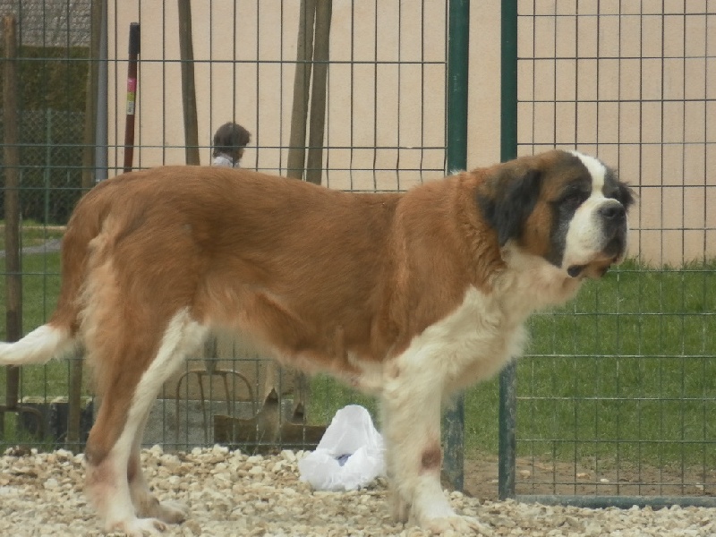 Valoire dite betty des Côteaux Lauragais