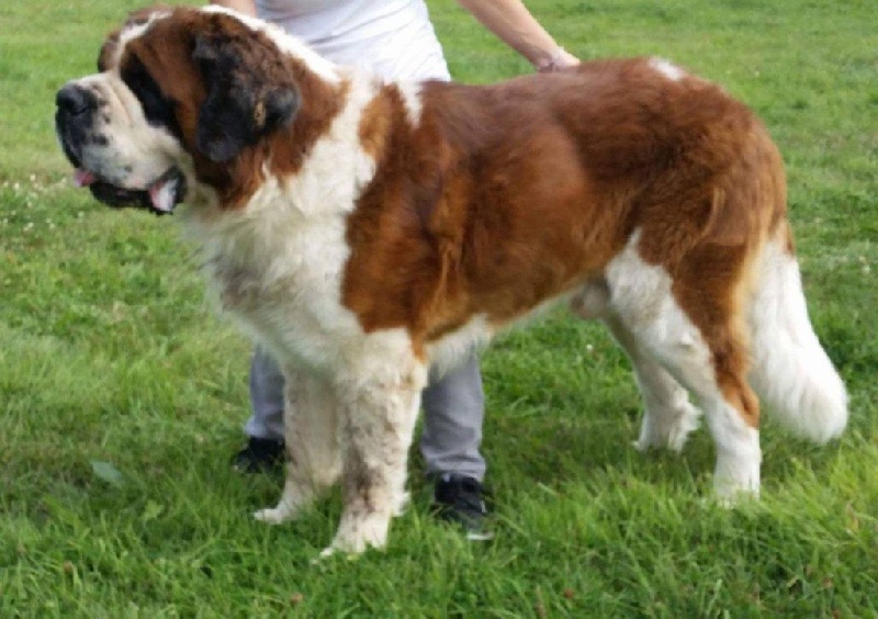 Force saint bernard de la vallée du sor