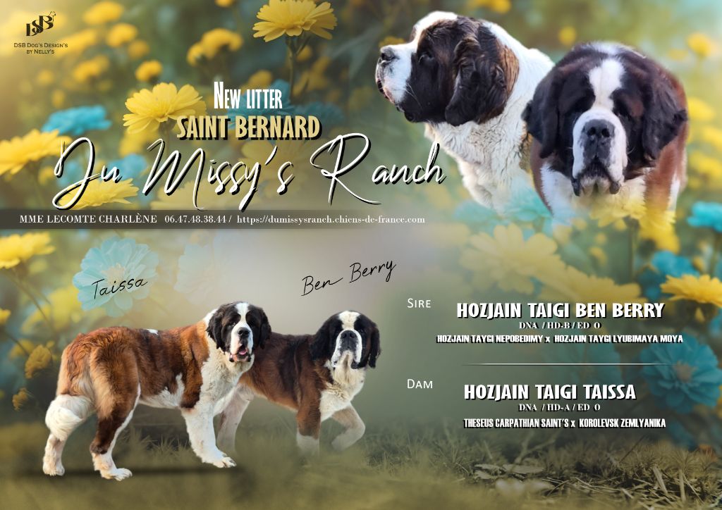 chiot Chien du Saint-Bernard Du Missy's Ranch