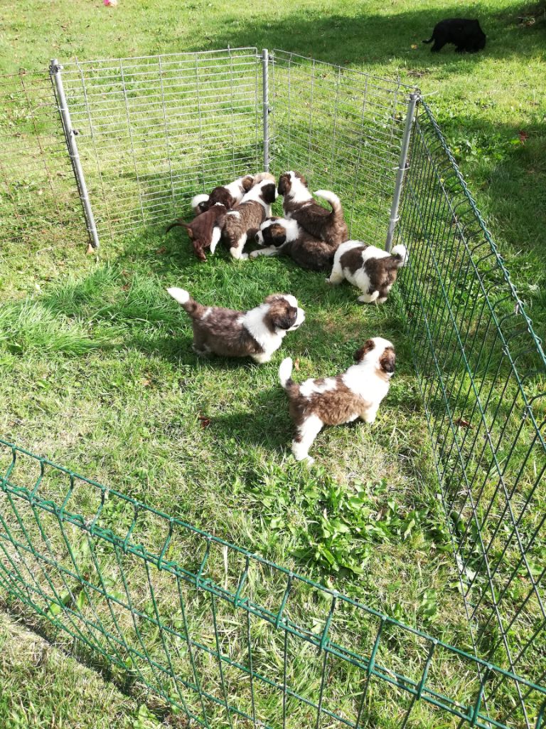 Du Missy's Ranch - Chien du Saint-Bernard - Portée née le 31/07/2018