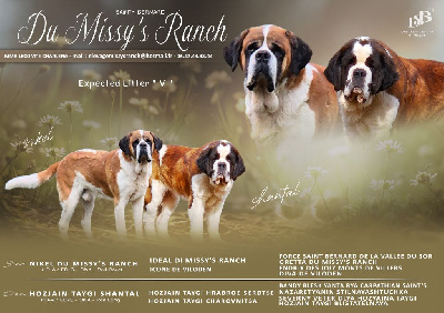 Du Missy's Ranch - Chien du Saint-Bernard - Portée née le 14/04/2024