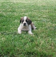 Du Missy's Ranch - Chien du Saint-Bernard - Portée née le 22/04/2017