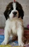 Du Missy's Ranch - Chien du Saint-Bernard - Portée née le 24/03/2019