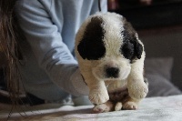 Du Missy's Ranch - Chien du Saint-Bernard - Portée née le 21/03/2016