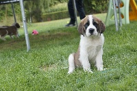 Du Missy's Ranch - Chien du Saint-Bernard - Portée née le 01/06/2015