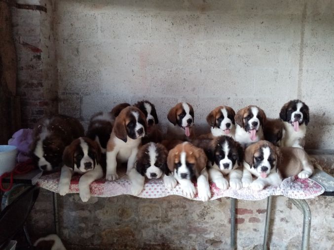 Du Missy's Ranch - Chien du Saint-Bernard - Portée née le 06/04/2019