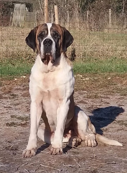 Icone de viloden