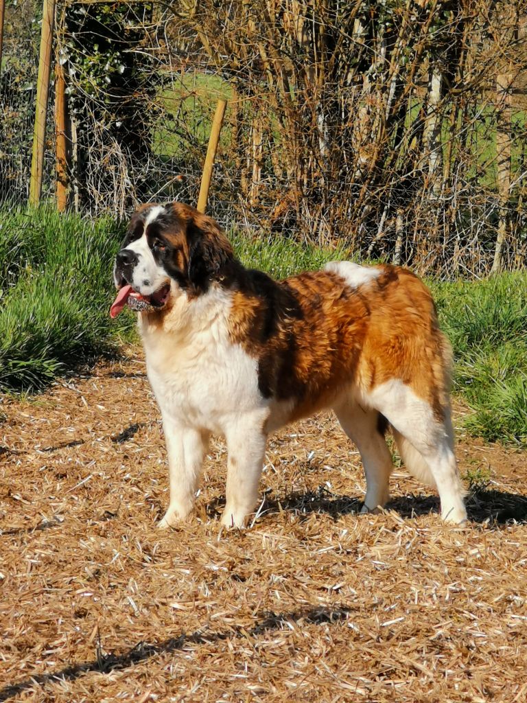 Oracle Du Missy's Ranch
