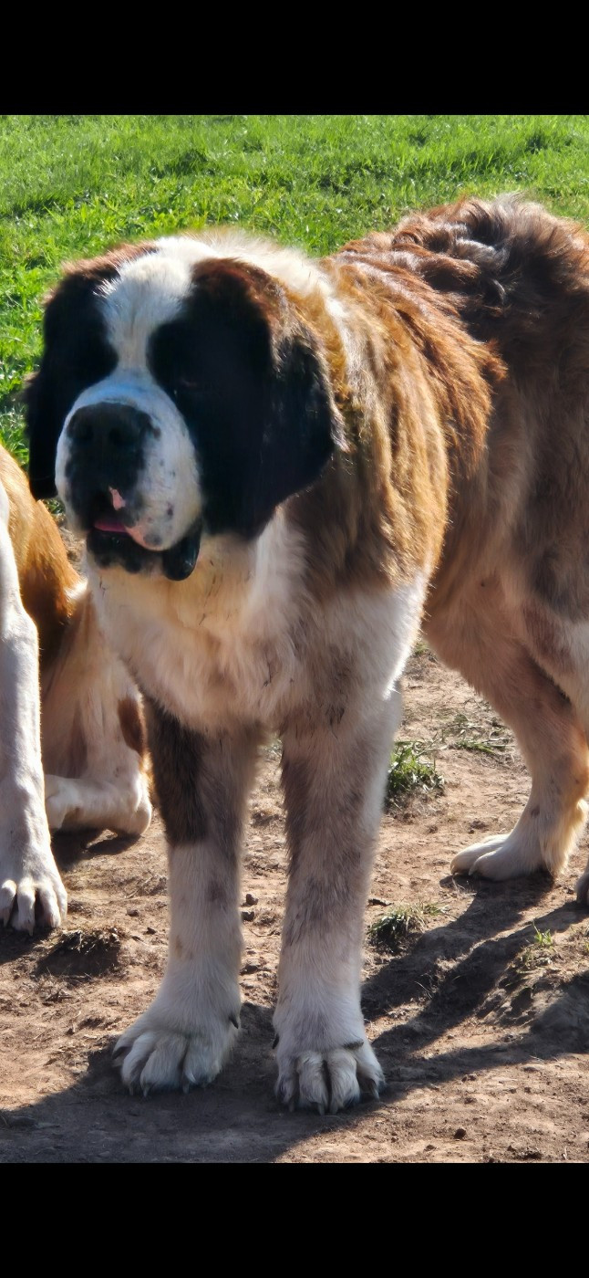 Viper Du Missy's Ranch
