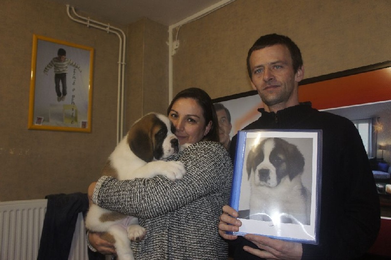 Du Missy's Ranch - Chien du Saint-Bernard - Portée née le 13/12/2015