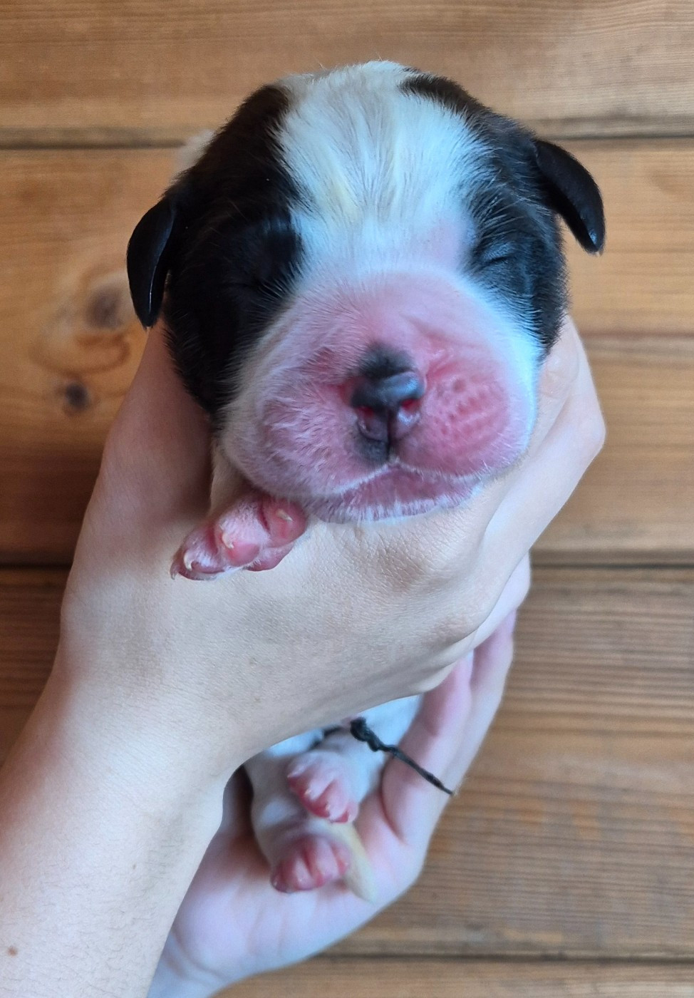 Du Missy's Ranch - Chiots disponibles - Chien du Saint-Bernard