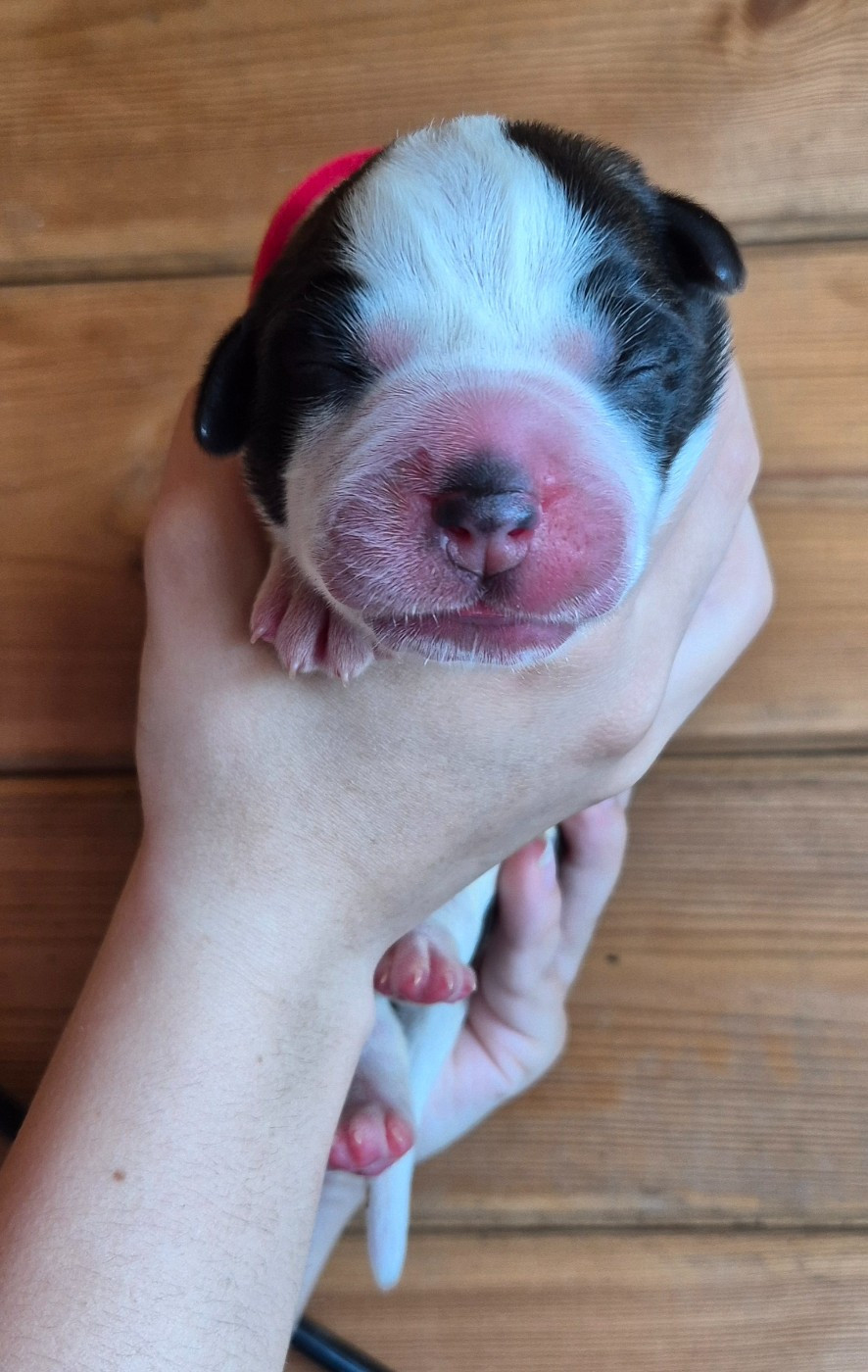 Du Missy's Ranch - Chiots disponibles - Chien du Saint-Bernard