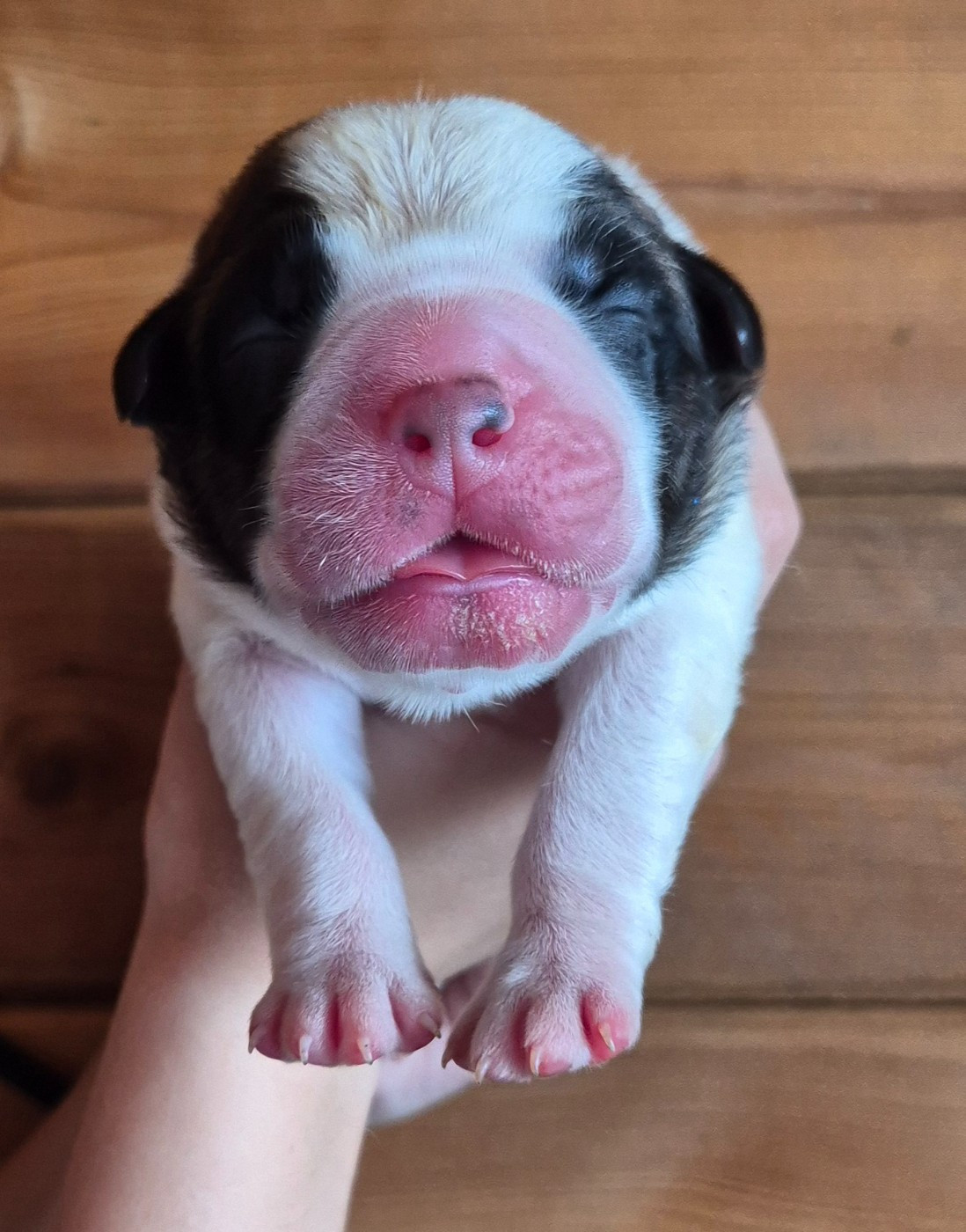 Du Missy's Ranch - Chiots disponibles - Chien du Saint-Bernard