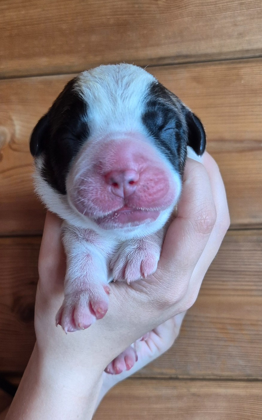 Du Missy's Ranch - Chiots disponibles - Chien du Saint-Bernard