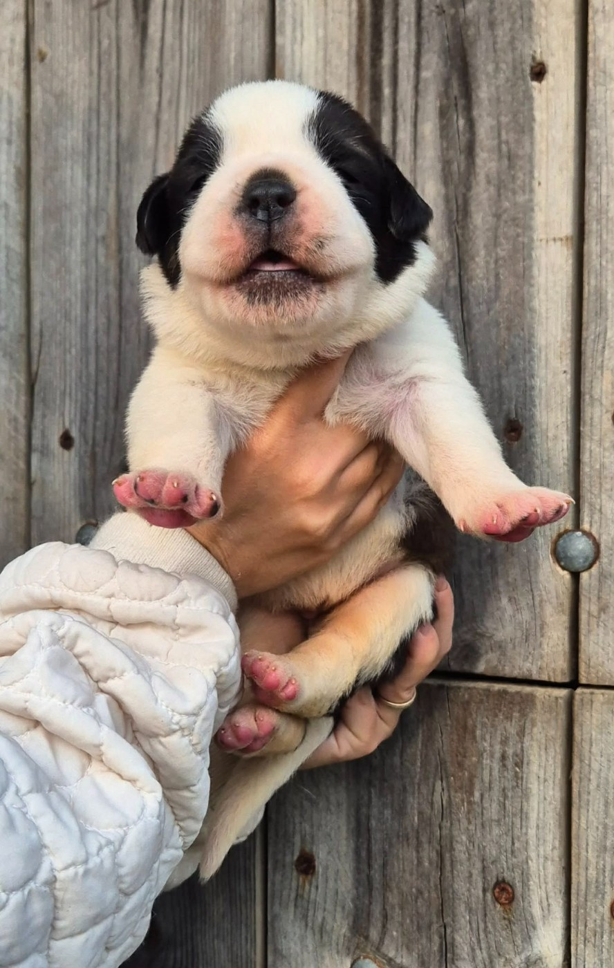Du Missy's Ranch - Chiots disponibles - Chien du Saint-Bernard
