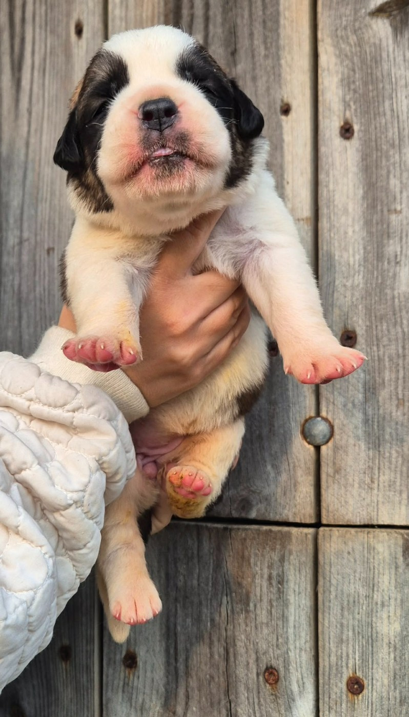 Du Missy's Ranch - Chiots disponibles - Chien du Saint-Bernard