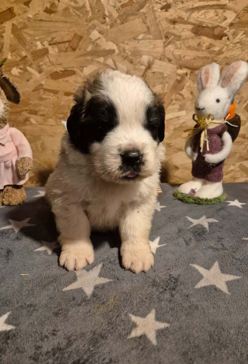 Du Missy's Ranch - Chiots disponibles - Chien du Saint-Bernard