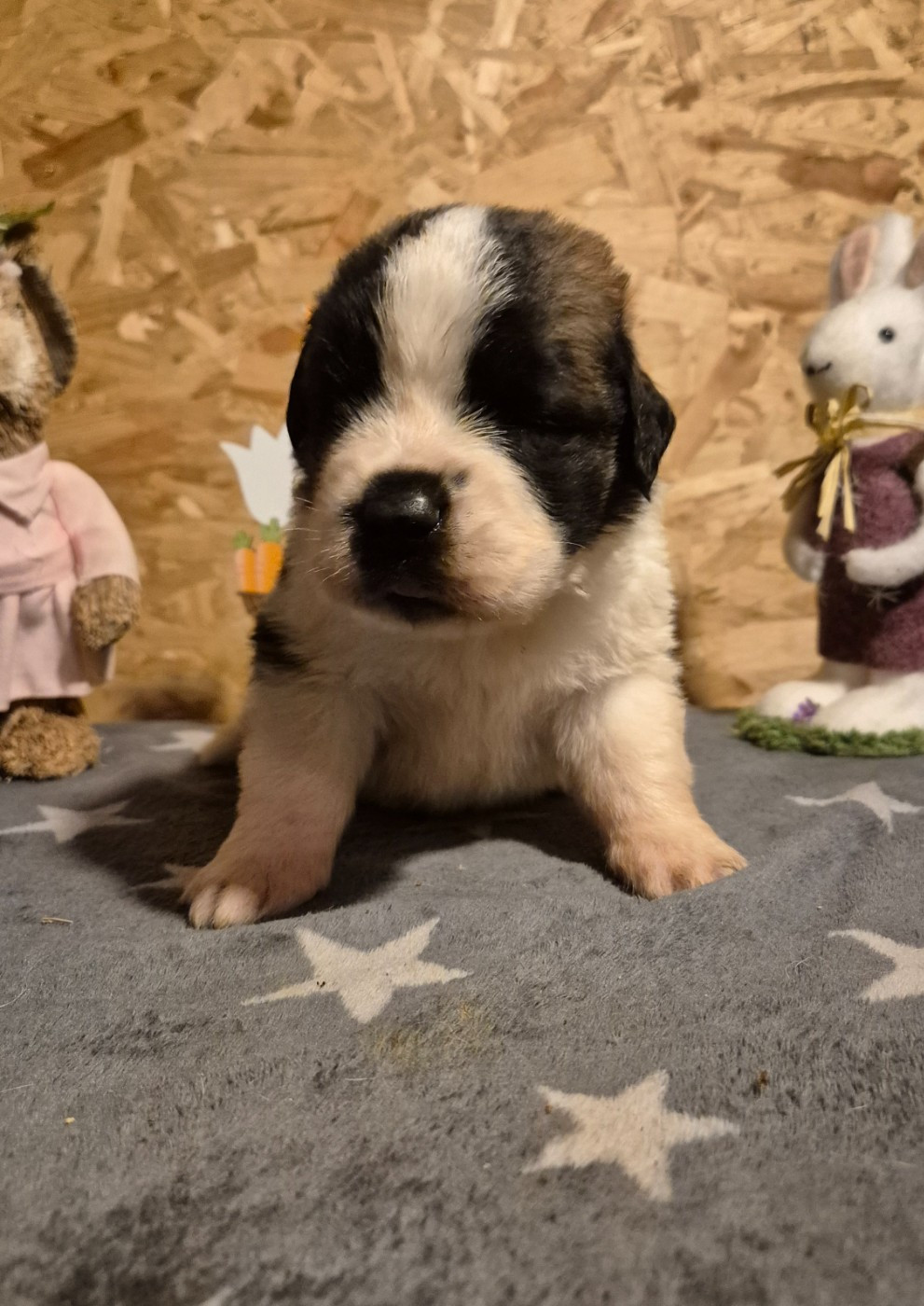 Du Missy's Ranch - Chiots disponibles - Chien du Saint-Bernard