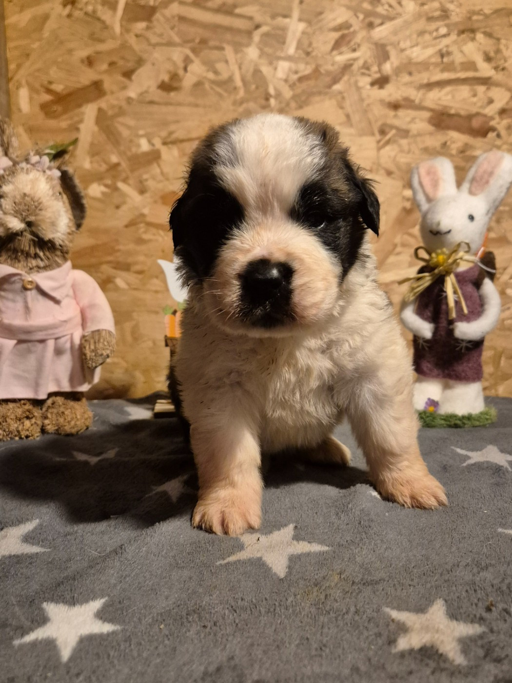 Du Missy's Ranch - Chiots disponibles - Chien du Saint-Bernard
