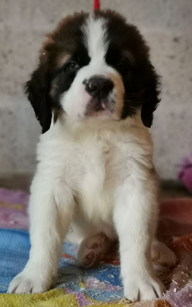 Du Missy's Ranch - Chien du Saint-Bernard - Portée née le 24/03/2019